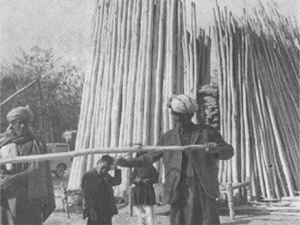 Sourcing poplar poles, from "Poplars in Afghanistan" by May, Silvio, "Unasylva, Vol. 31 No. 124 1979"